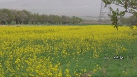 دشت کلزا غرق آباد ساوه