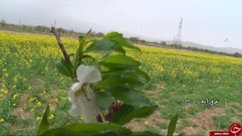 دشت کلزا غرق آباد ساوه
