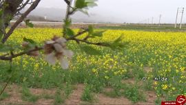 دشت کلزا غرق آباد ساوه
