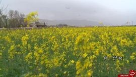 دشت کلزا غرق آباد ساوه