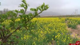 دشت کلزا غرق آباد ساوه
