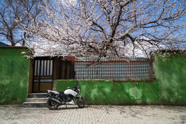 شکوفه های بهاری در همدان‎