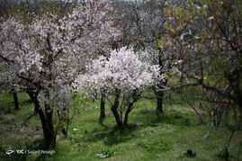 شکوفه های بهاری در همدان‎