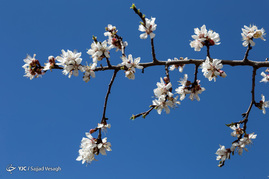 شکوفه های بهاری در همدان‎