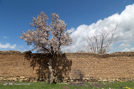 شکوفه های بهاری در همدان‎