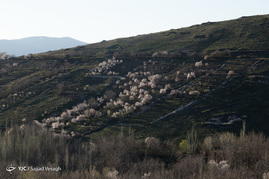 شکوفه های بهاری در همدان‎