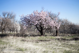 شکوفه های بهاری در همدان‎