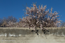 شکوفه های بهاری در همدان‎