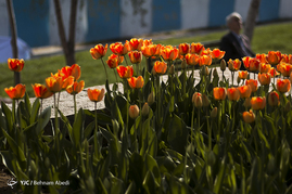 تبریز میزبان لاله ها‎