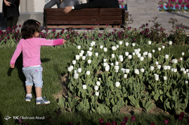 تبریز میزبان لاله ها‎