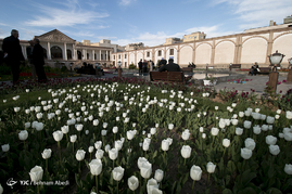 تبریز میزبان لاله ها‎