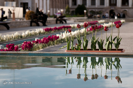 تبریز میزبان لاله ها‎