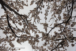 طبیعت بهاری قم‎
