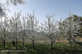 طبیعت بهاری قم‎