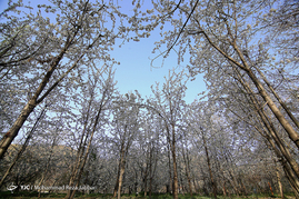 طبیعت بهاری قم‎
