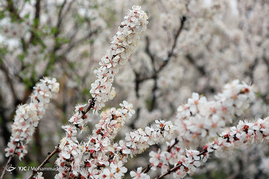 طبیعت بهاری قم‎