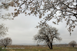 طبیعت بهاری قم‎