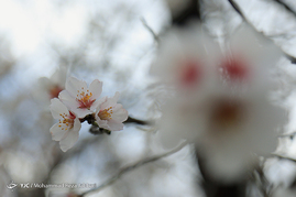 طبیعت بهاری قم‎