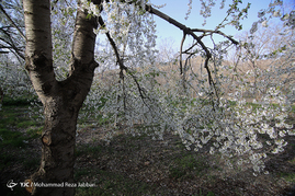 طبیعت بهاری قم‎