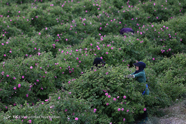 گلاب گیری در قمصر کاشان