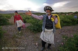 گلاب گیری در قمصر کاشان