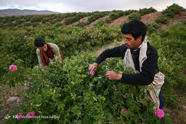 گلاب گیری در قمصر کاشان