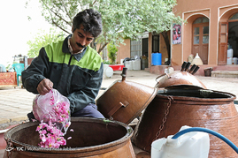 گلاب گیری در قمصر کاشان