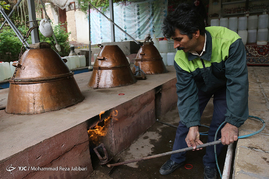 گلاب گیری در قمصر کاشان
