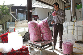 گلاب گیری در قمصر کاشان