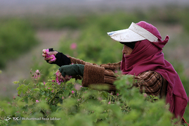 گلاب گیری در قمصر کاشان