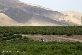 گلاب گیری در قمصر کاشان