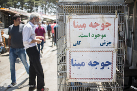 بازار خرید و فروش پرندگان تهران