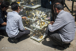 بازار خرید و فروش پرندگان تهران