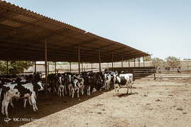 گاوداری در حوالی ورامین