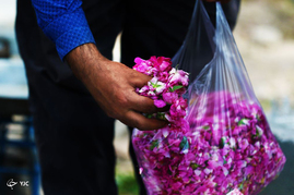 برداشت گل محمدی در شهرستان اسکو - تبریز