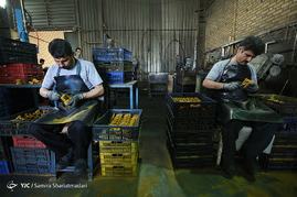 کارخانه ی تولید شیرآلات