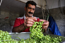 فصل آبغوره گیری در شیراز