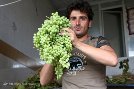 فصل آبغوره گیری در شیراز