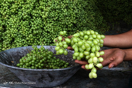 فصل آبغوره گیری در شیراز