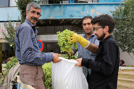 فصل آبغوره گیری در شیراز