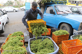 فصل آبغوره گیری در شیراز