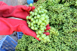 فصل آبغوره گیری در شیراز