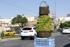 فصل آبغوره گیری در شیراز