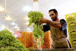 فصل آبغوره گیری در شیراز