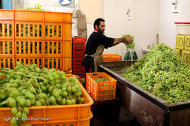 فصل آبغوره گیری در شیراز