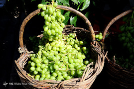 فصل آبغوره گیری در شیراز