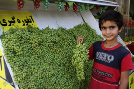 فصل آبغوره گیری در شیراز
