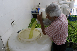 فصل آبغوره گیری در شیراز