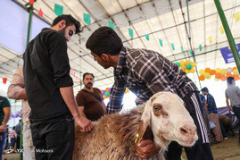 خرید و فروش دام در روز عید قربان