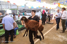 خرید و فروش دام در روز عید قربان